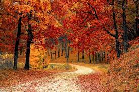 TREKK.ING D'AUTUNNO Foliage nel Parco Nazionale delle Foreste Casentinesi Domenica - 12 Novembre 2023